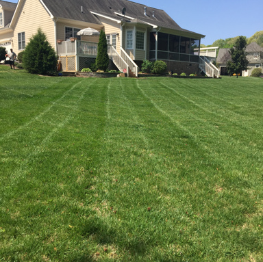 Lawn Service