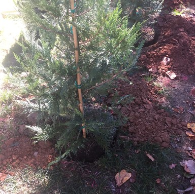 New Tree Planting